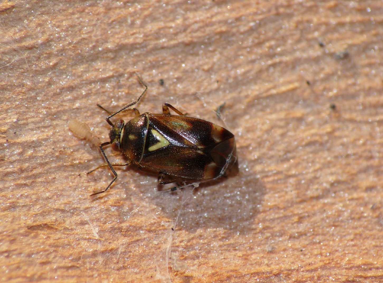 Miridae: Orthops basalis di Ostia antica sotto eucalipto